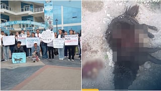 Exigen justicia para perrita “Negrita”, que ingresó a pollería y la mataron con cuchillo