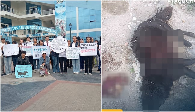Exigen justicia para perrita “Negrita”, que ingresó a pollería y la mataron con cuchillo