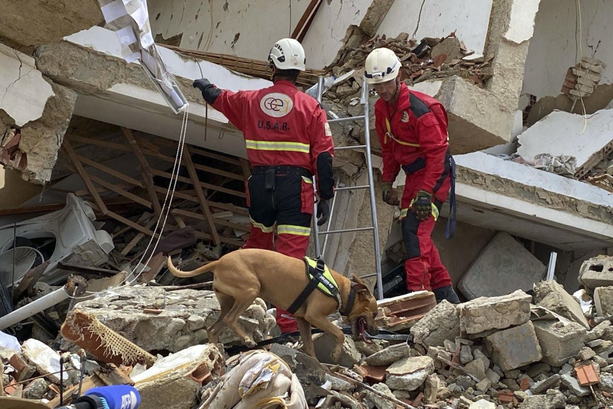 Perrita de la Unidad Canina de los bomberos del Ayuntamiento de Alicante, Nala, que ha viajado hasta Venezuela para buscar supervivientes en la zona cero del doble terremoto. (Foto: EFE/Gea)