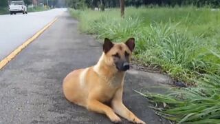 Murió perro que por más de un año esperó a sus dueños en el mismo lugar donde fue abandonado (VÍDEO)