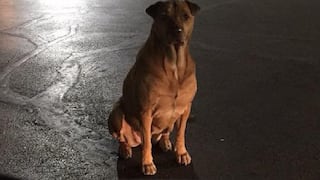 Mujer denuncia en Facebook a su perro que se hace pasar por callejero para que le den comida