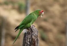 Ica: Serfor sanciona con S/553 a mujer por tenencia ilegal de cotorra mitrada