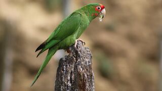 Ica: Serfor sanciona con S/553 a mujer por tenencia ilegal de cotorra mitrada