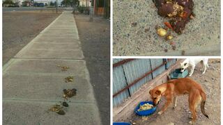 Condenan a 16 perros abandonados que habitan en la Zona Franca