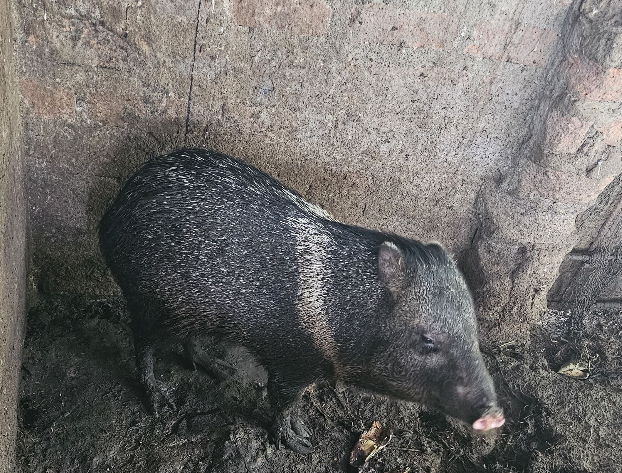 Serfor rescata a sajino abandonado en una veterinaria en Morropón