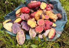 Impulsan la producción y comercialización de papa nativa orgánica en Huánuco