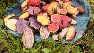 Impulsan la producción y comercialización de papa nativa orgánica en Huánuco