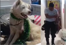 Ica: Policías rescatan a perro que tenía su pierna infestada de gusanos en Los Aquijes