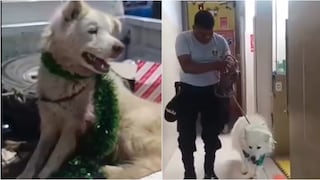 Ica: Policías rescatan a perro que tenía su pierna infestada de gusanos en Los Aquijes