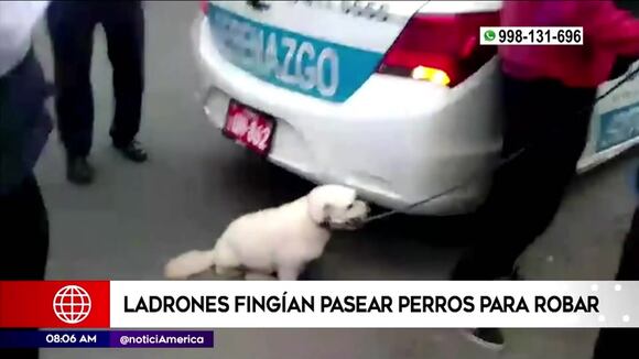 Ladrones fingían ser paseadores de perros
