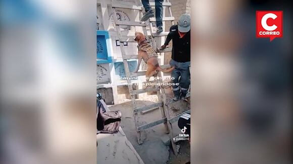 Perrito sigue a su dueño hasta darle el último adiós