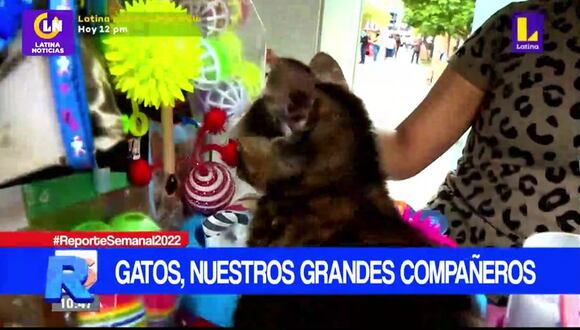 Adopción de gatos en Lima