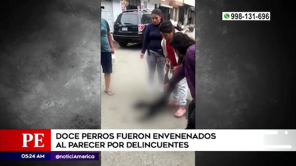 Delincuentes envenenan a perritos de un vecindario