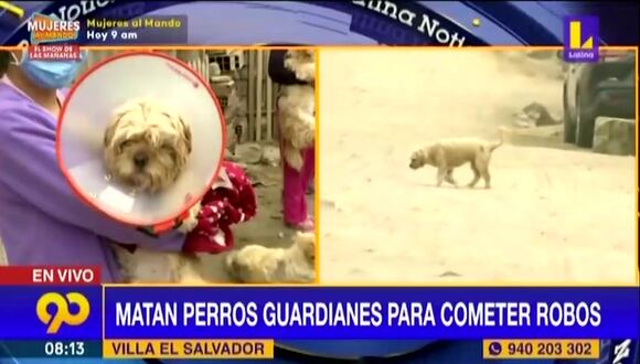 VES: Envenenan a perros para robar