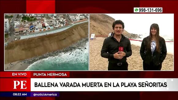 Punta Hermosa: Ballena varada muerta en Playa Señoritas