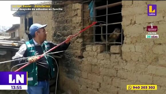 Huaraz: Rescatan a mono machín en pésimas condiciones de vida