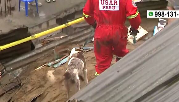 Perro ayudó a localizar cuerpo de menor