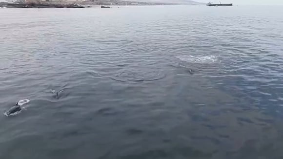 CORREO | Delfines sorprenden en playas de Mollendo