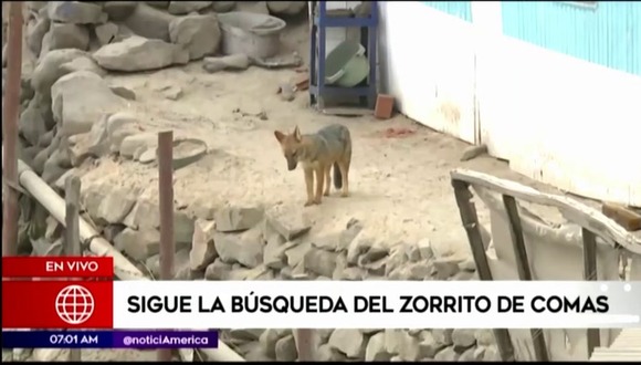Comas: Continúan trabajos para atrapar a zorro criado como perro
