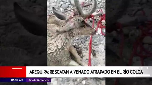 Arequipa: Rescatan a venado atrapado en el rio Colca
