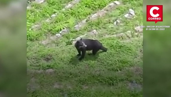 Mamá oso de anteojos y su cría pasean por Machu Picchu
