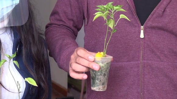 Plantines de ají mochero Museo de la Marinera