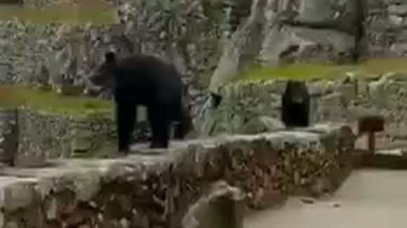 Familia de osos de anteojos pasea por Machu Picchu