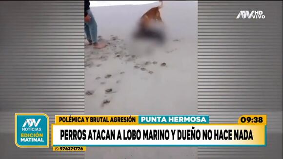 Perros atacan a lobo marino y dueño no hace nada
