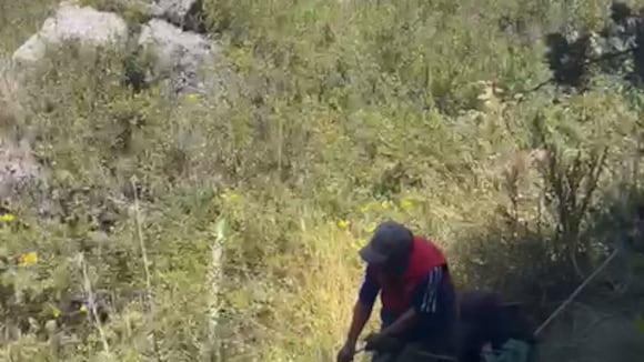 Cusco: PNP rescata a ‘Pitufina’, can que cayó a barranco en Sacsayhuamán (VIDEO)