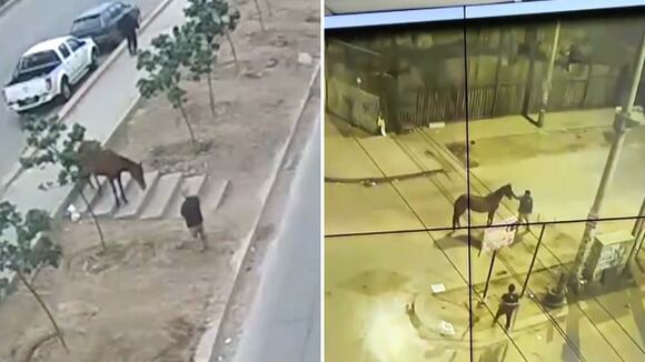 Villa el Salvador: roban caballo de una chacra en Lurín