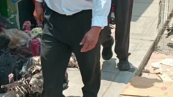 Venta de pavos en Trujillo