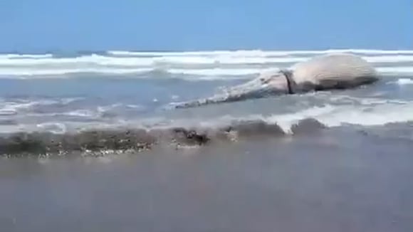 Ballena varada en playa de Arequipa