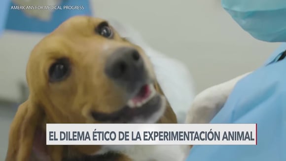 El dilema ético sobre el uso de perros en investigaciones médicas