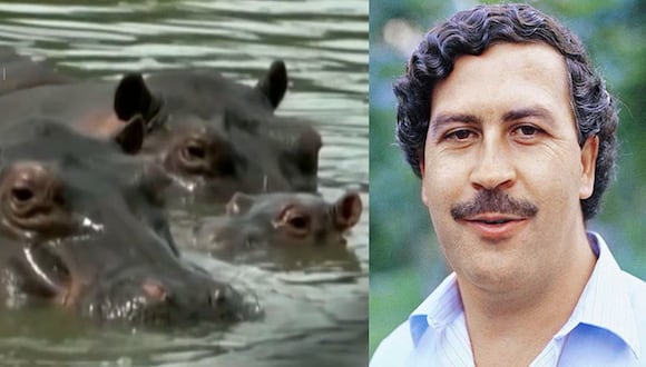 Hipopótamos de Pablo Escobar fueron declarados "personas jurídicas" por una corte de EE.UU