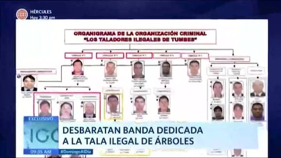 Desbaratan banda que se dedicada a la tala ilegal de árboles