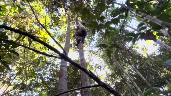 La arriesgada profesión de materos, los escaladores de árboles amazónicos