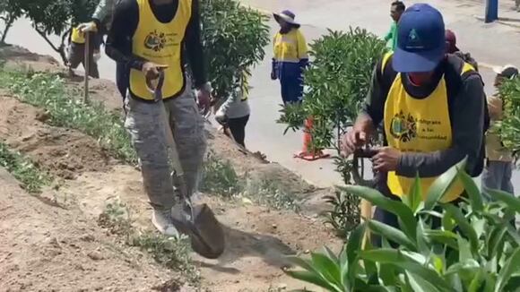 Sentenciados mejoran áreas verdes en Alto Selva Alegre