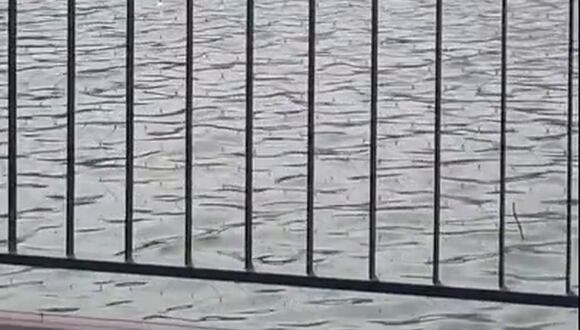 CORREO | Magaly Medina