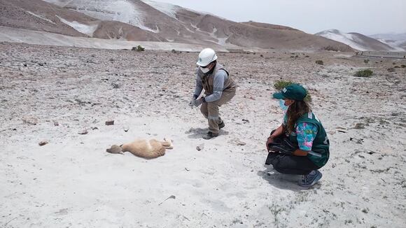 Rescatan y liberan guanaco cría en Arequipa