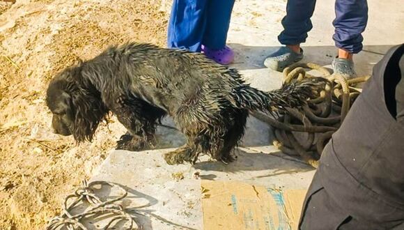 Sereno rescata a perrito en Arequipa