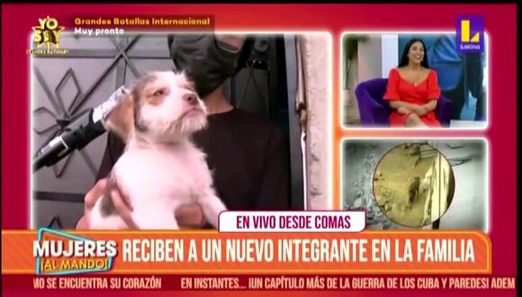 Regalan perrito en Comas