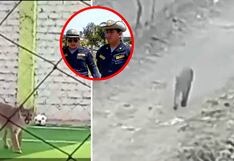 Puma andino es visto en un campo deportivo, en Chincha (VIDEO)