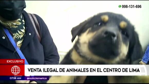 Venta de animales