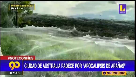 australia padece por apocalipsis de arañas