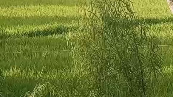 CORREO | Río Ocoña se desborda y arrasa cultivos de arroz en Camaná, Arequipa