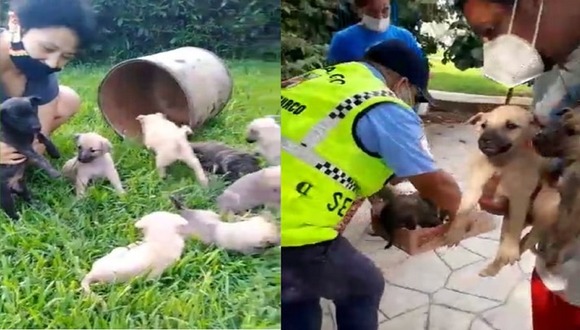 Rescate de cachorros en Surco - Correo