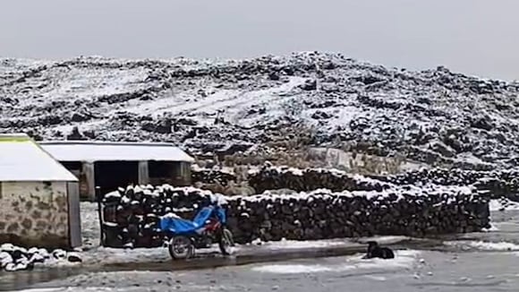 Comuneros piden ayuda urgente por intensa nevada que viene matando su ganado