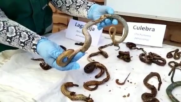 Incautan animales que usaban para rituales en Arequipa