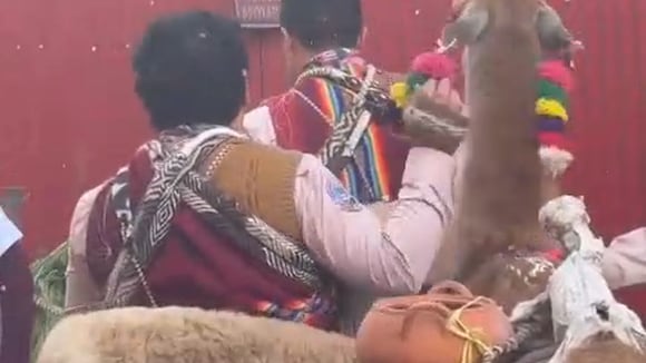 CORREO | Danzantes son acusados de embriagar llama dándole cerveza en Cusco