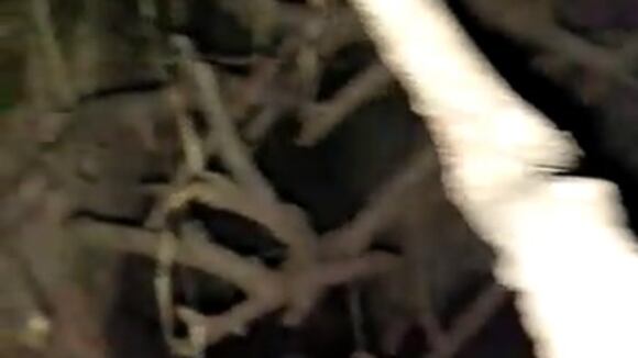 Vecino descubre a cachorros enterrados vivos y los rescata en Cusco